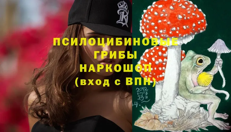 Псилоцибиновые грибы Cubensis  Гурьевск 